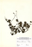 藏品(金錢薄荷)的圖片